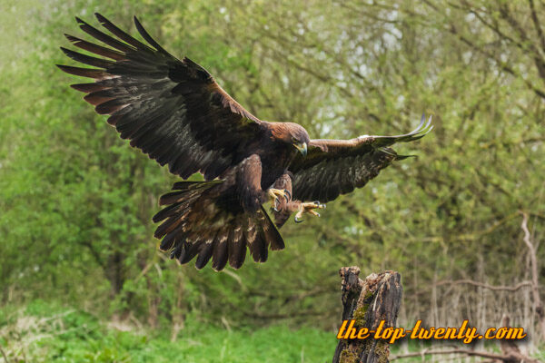 Golden Eagle